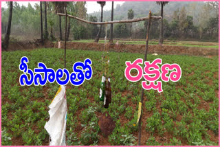 farmers protecting the crop with glass bottles