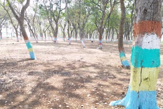 youth-of-mohlai-village-in-durg-district-are-working-to-save-trees-and-environment