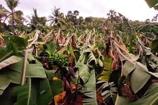 பென்னாகரம் பகுதியில் திடீா் சூறைக்காற்று  Hevay Hurricane In Pennagaram  Hevay Hurricane  வாழை மரங்கள் முறிவு  Breakdown of banana trees