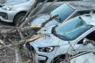 cars damaged after falling trees in private parking in Kotlanala