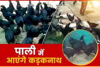 Rajasthan News,  Kadaknath cock rearing for the first time in Pali