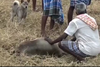 poisoning-of-cows-to-protect-crops-in-thiruvarur