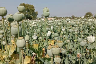 Poppy crop