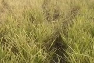 Hog damaged paddy field