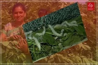 Women's profit crop with silkworm rearing in Suryapeta Telangana