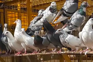 Hundreds of pigeons nurtured in Mehrauli