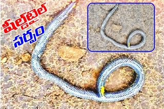 A rare snake found nallamala forest in near domalapenta in nagar kurnool district
