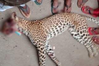 man-kills-leopard-to-save-his-life