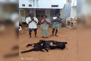 21-goat-deaths-in-chamarajanagara