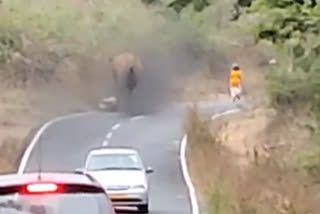 elephant tries to attack lady