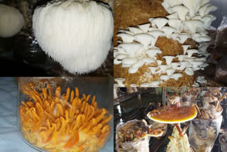 Mushroom production