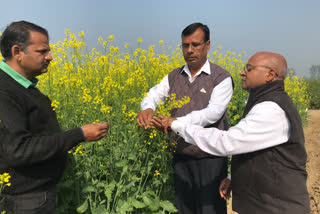 Outbreak of musta crop in mustard crop in hisar