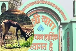 black deer born in Maitri Bagh