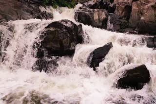 ஒகேனக்கல்லுக்கு நீர்வரத்து அதிகரிப்பு  காவிரி ஆற்றில் நீர்வரத்து அதிகரிப்பு  ஒகேனக்கல் காவிரி ஆறு  Increase in water flow to the hogenakkal  hogenakkal water flow  Increase in water level in Cauvery river