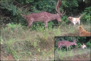 dogs fights with deer in chikmagalore