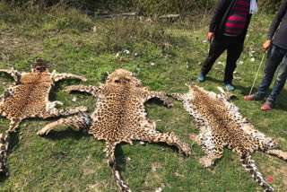 Seven accused of leopard skins caught in Dehra sent to judicial custody till 6 March