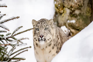 snow-leopard-conservation-center