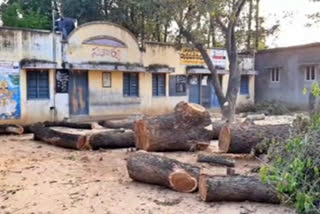 Nellore District Atmakuru Mandal Apparavupalem Primary School Some people are cutting down huge trees