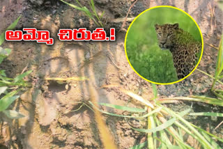 leopard in fields in choppadandi mandal in karimnagar district