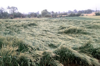 Crop damaged due to rain