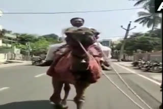 Congress leader rides a camel
