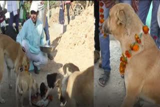 A young man feeds dogs