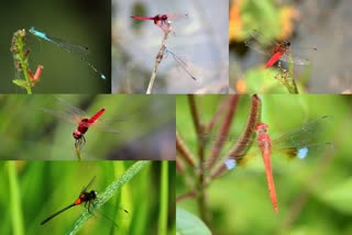 Odonata Survey at Wayanad Wildlife Sanctuary  Odonata  വയനാട്  വയനാട് വന്യജീവി സങ്കേതം  ഫേൺസ് നേച്വർ കൺസർവേഷൻ