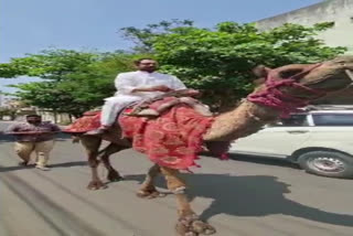 former mp harsha kumar sitting on a camel to protest rising oil prices in east godavari district