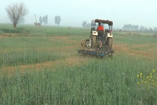 farmer-destroy-wheat-crop-by-running-tractor-over-it-in-ambala