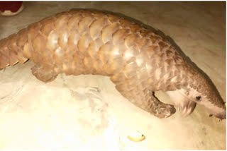 Pangolin Trafficking