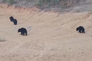 Bears in nabrangpur, Terrified locals