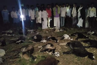 mysterious deaths of more than 100 to 150 sheep, mysterious deaths of more than 100 to 150 sheep in Chikkamagaluru, Chikkamagaluru sheep death, Chikkamagaluru sheep death news, ಸುಮಾರು 100 ರಿಂದ 150 ಕುರಿಗಳು ನಿಗೂಢವಾಗಿ ಸಾವು, ಚಿಕ್ಕಮಗಳೂರಿನಲ್ಲಿ ಸುಮಾರು 100 ರಿಂದ 150 ಕುರಿಗಳು ನಿಗೂಢವಾಗಿ ಸಾವು, ಚಿಕ್ಕಮಗಳೂರು ಕುರಿಗಳ ಸಾವು, ಚಿಕ್ಕಮಗಳೂರ ಕುರಿಗಳ ಸಾವು, ಚಿಕ್ಕಮಗಳೂರು ಕುರಿಗಳ ಸಾವು ಸುದ್ದಿ,