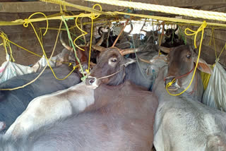 three detained for alleged cattle smuggling case in chirang