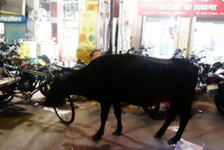 cattle on roads in Prayagraj