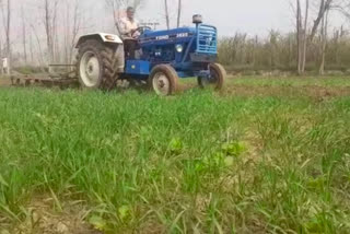 Cane payment in up