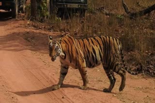 Tiger wandering in Bandhavgarh Tiger Reserve