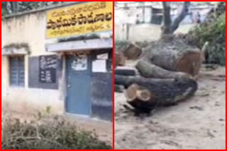 huge trees were cut down at apparaopalem primary school in nellore district