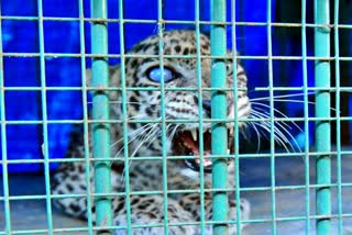 Leopard cub protection