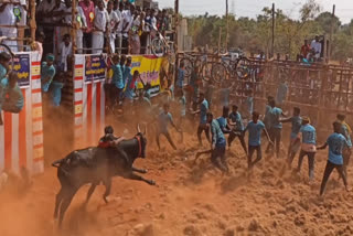 க.புதுப்பட்டியில் நடைபெற்று வரும் ஜல்லிக்கட்டு