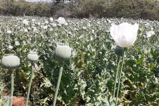 opium-crops-rising-in-khunti-administration-unaware