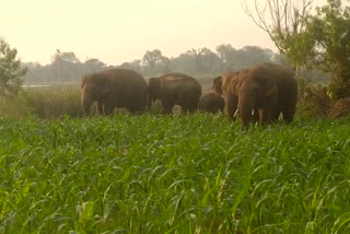 elephants destroying crops