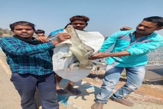 Crocodile caught in fish net in Bilaspur