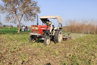 farmer destroyed wheat crop charkhi dadri