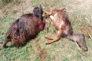 People panicking over animal attacks in Mahabubnagar district