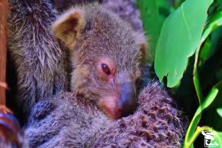 Sydney zoo unveils first baby koala in more than a year