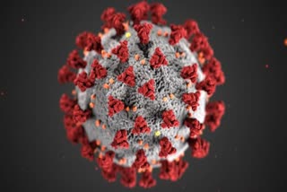 corona virus