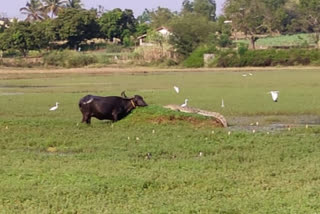 Crocodile found in lake, Crocodile found in lake at Alnavar, Alnavar news,  ಕೆರೆಯಲ್ಲಿ ಮೊಸಳೆ ಪತ್ತೆ, ಅಳ್ನಾವರದಲ್ಲಿ ಮೊಸಳೆ ಪತ್ತೆ, ಅಳ್ನಾವರ ಸುದ್ದಿ,