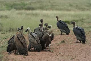 vultures seen in Pilibanga, हनुमानगढ़ न्यूज