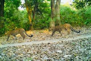 Two leopards are seen on camera in Doli range Forest