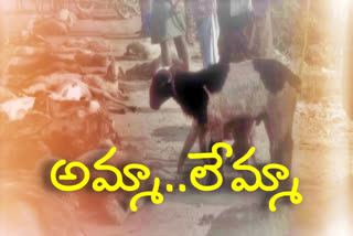 45 sheep killed in road accident at mirjapuram